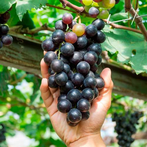 Racimo de uvas en la vid antes de la vendimia