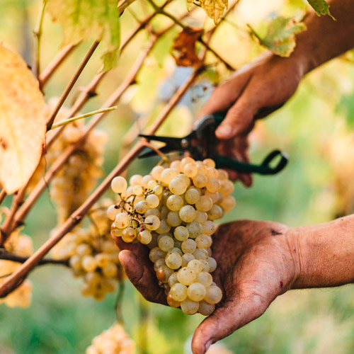 Vendimia manual de uvas blancas cortadas directamente en la viña
