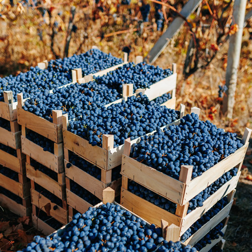 Cajas con uvas recién vendimiadas preparadas para su traslado a bodega