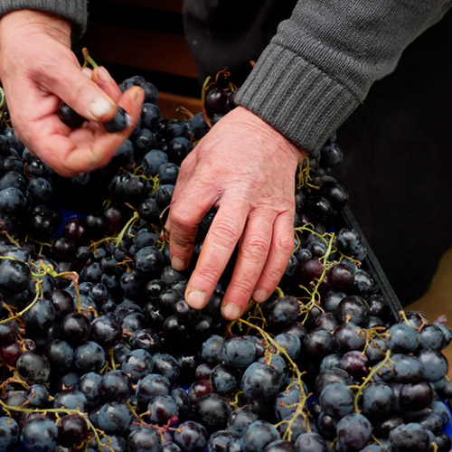 Selección manual de uvas al llegar a la bodega