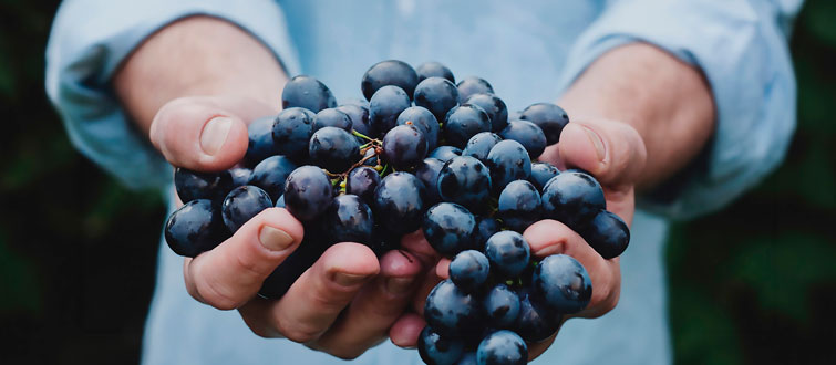 Racimo de uvas sostenido en las manos para ilustrar un artículo sobre la Garnacha
